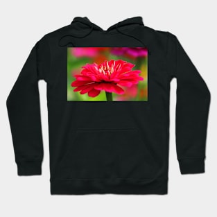 Pink zinnia flower Hoodie